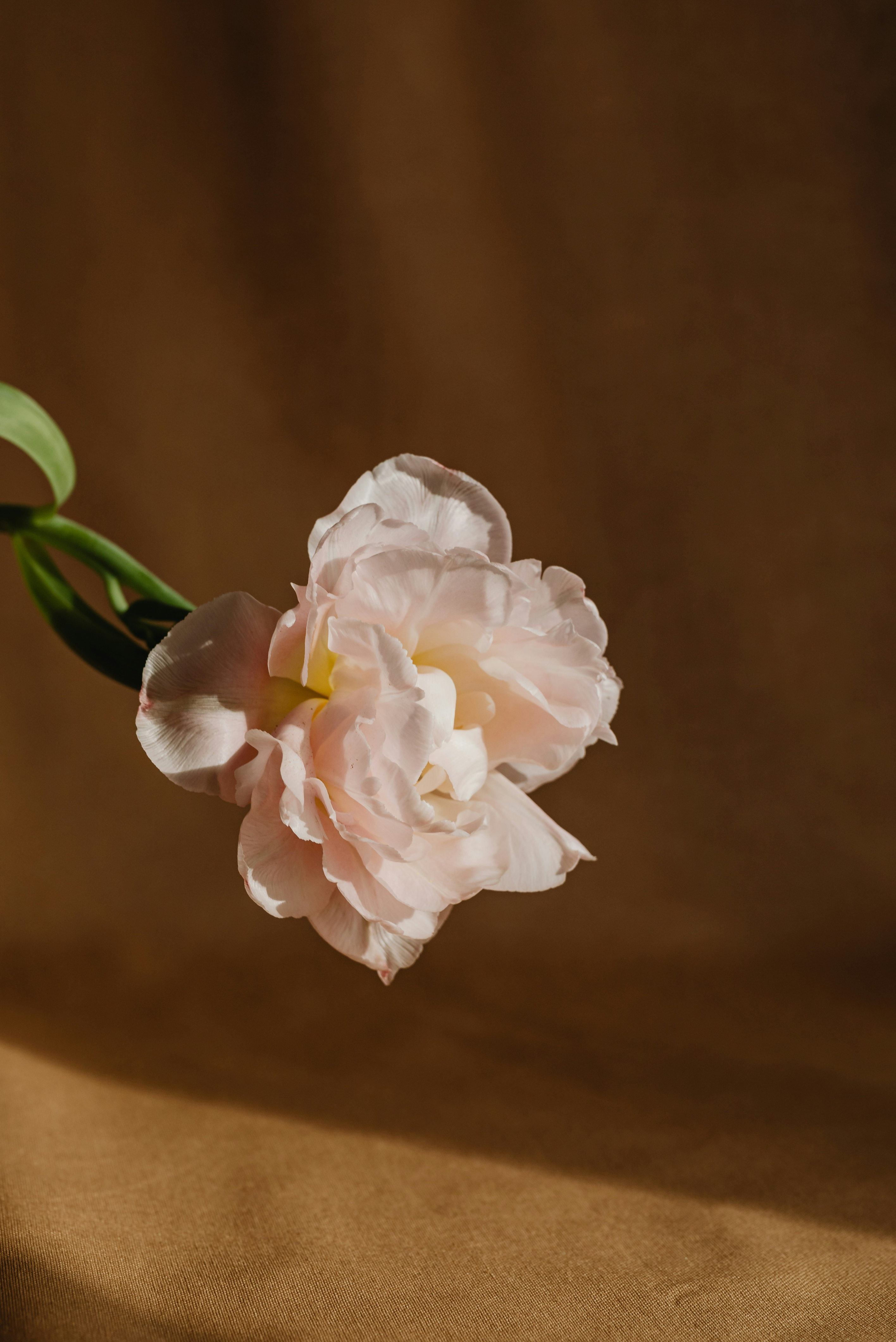 Ägglossning genom livets faser – från fertilitet till förklimakteriet