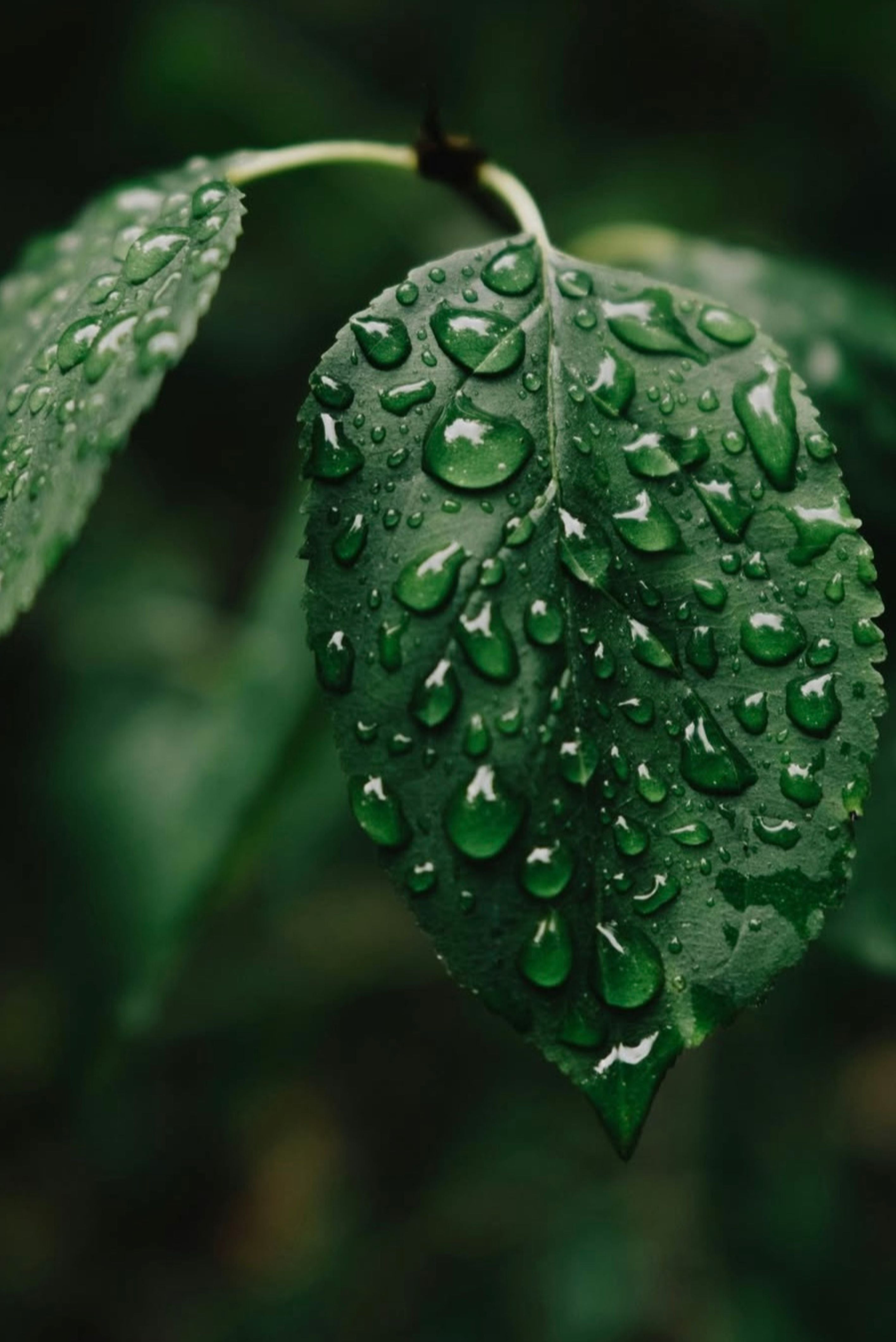 Våra bästa tips för en framgångsrik DETOX!